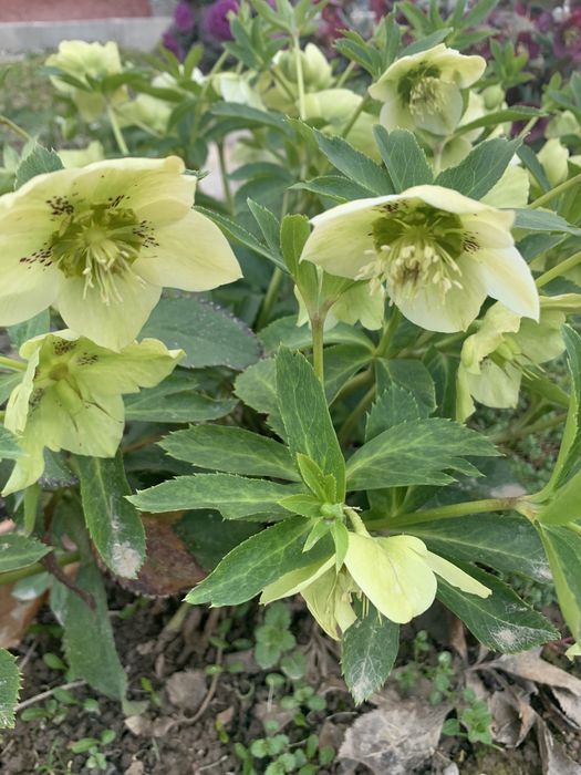 Продам многолетние садовые цветы