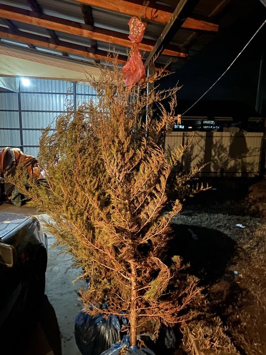 Прадам ёлку  срочна