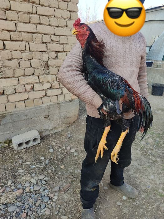 Harhil zotdan bor tuhumi sotiladi zoti