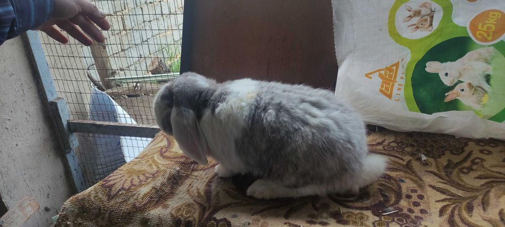 Кролик Французский баран (макфи)
