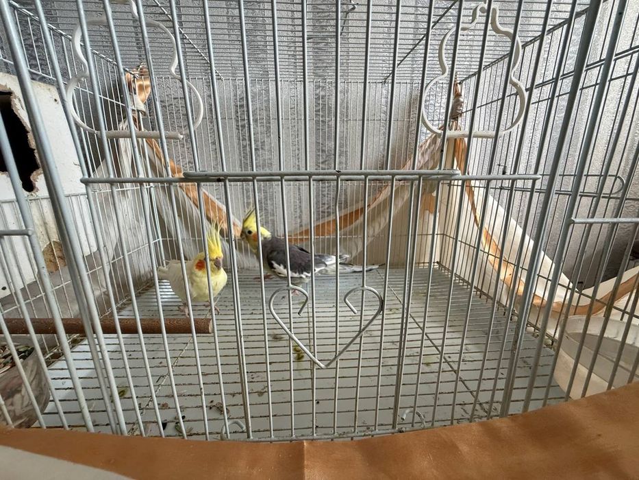 Корелло попугай .