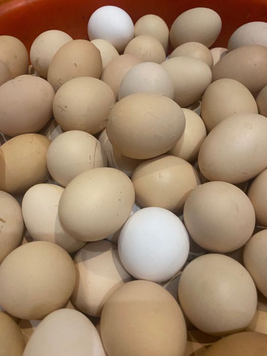 Продаю домашние яйца.