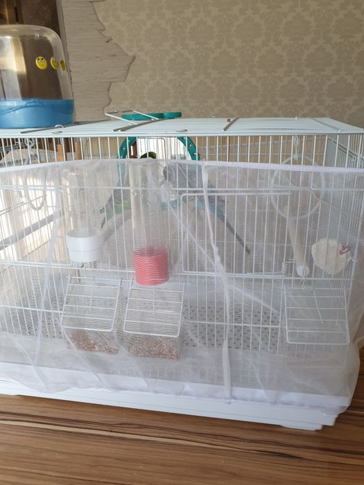 Продам двух попугаев