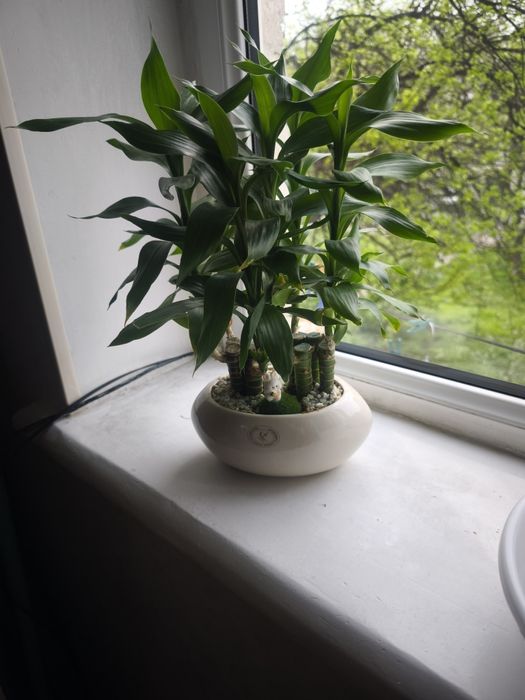 Цветы комнатные эониум, спатифилум, фиалки, денежное дерево