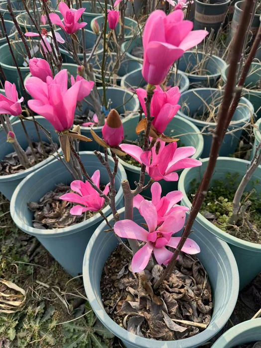 Магнолия листопадный оптом