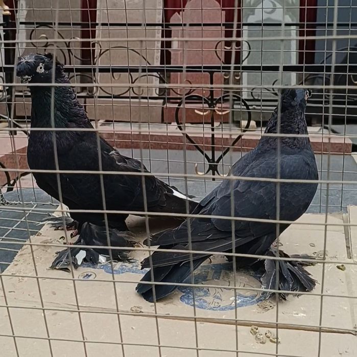 Голуби самка самец