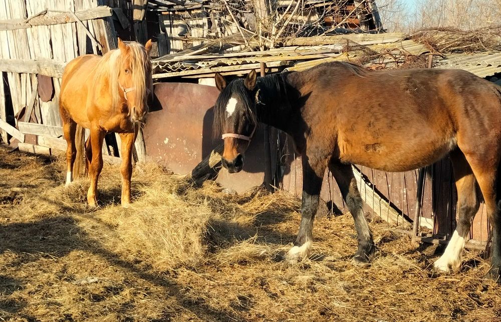Продам жеребца и кобылу