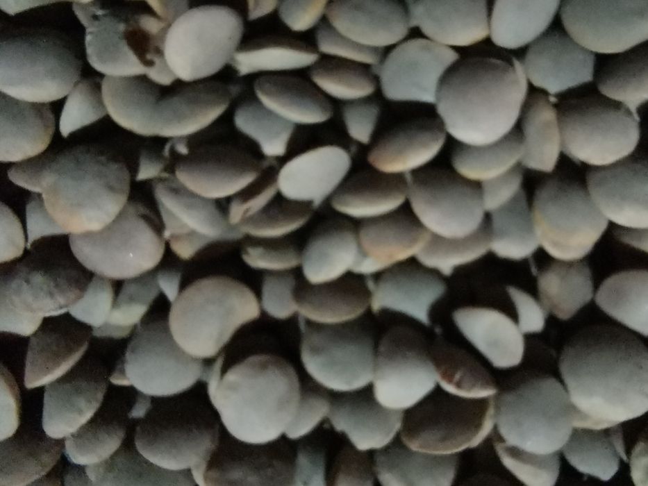 Продам красную чечевицу