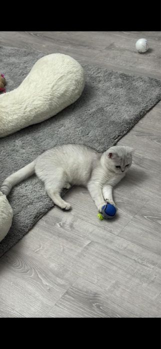 Продам Кошку В Добрые Руки!