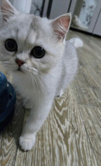 British Chinchilla Silver