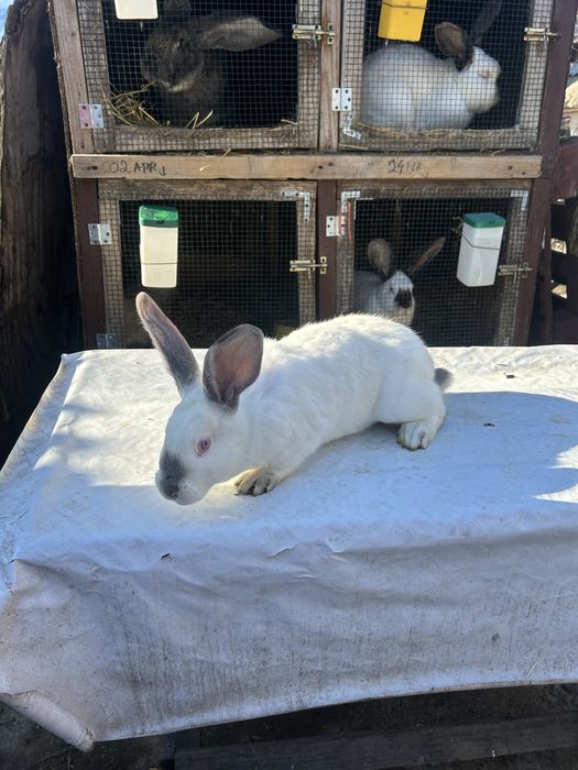 Iepuri Hycole cu transilvania