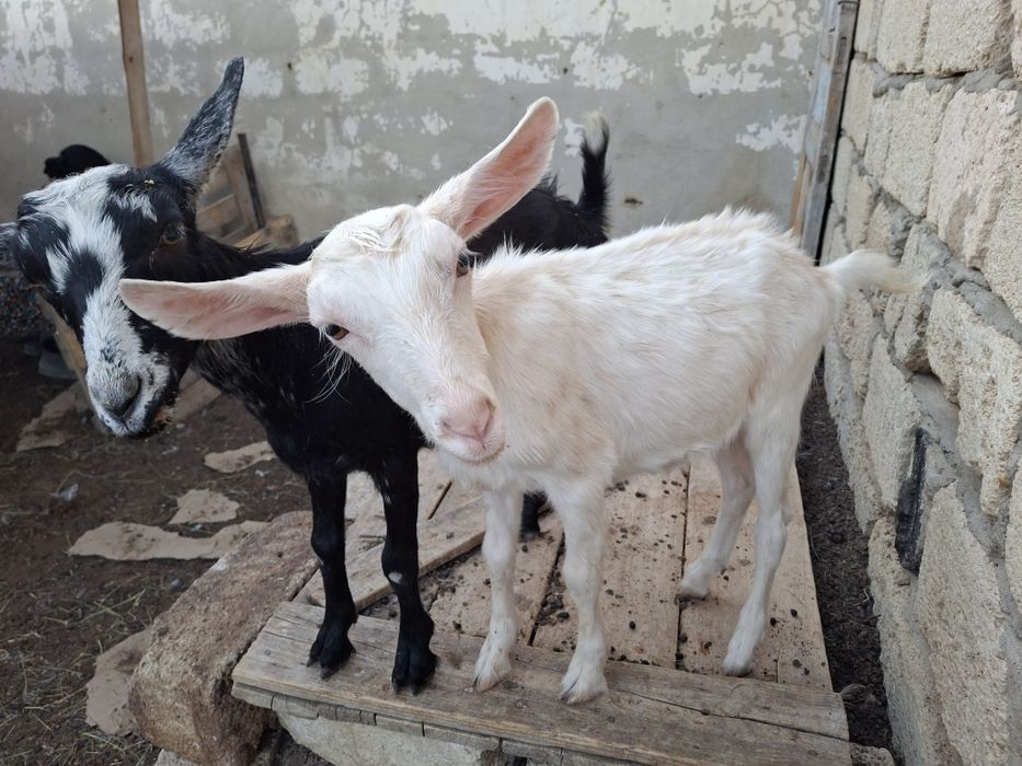 Близнецы козлята