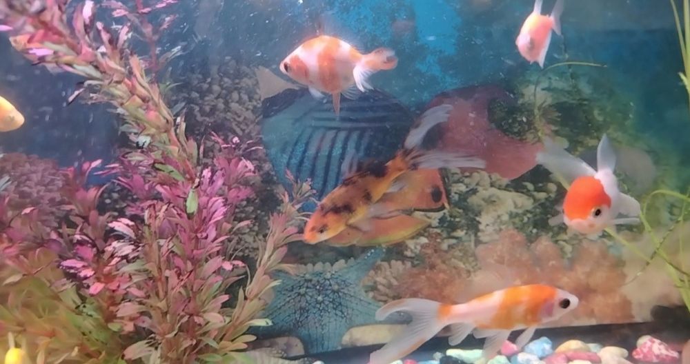 Аквариумные рыбки