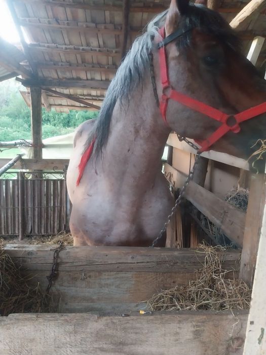 De vânzare armăsar de 7 ani