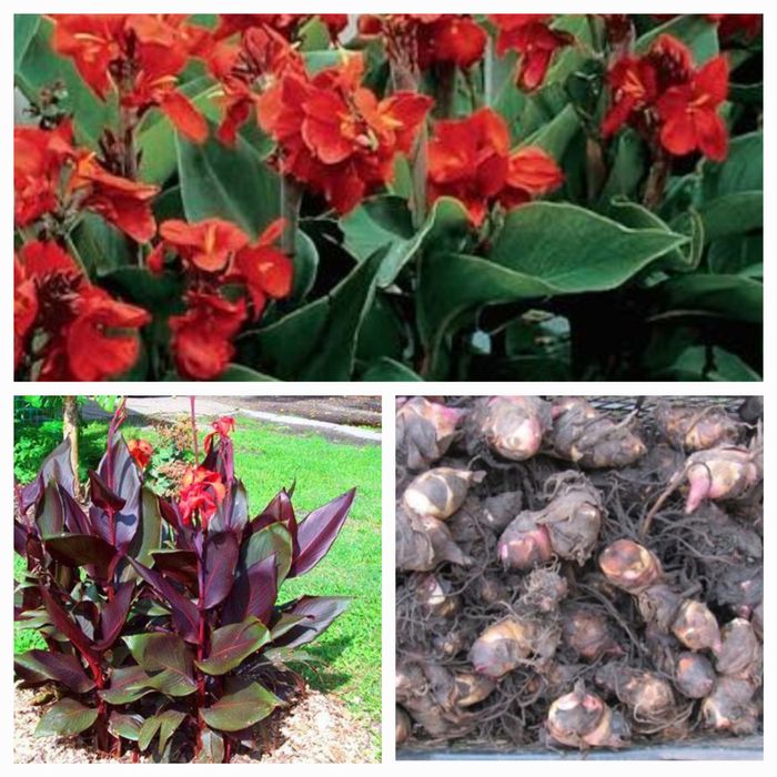 Продам клубни Канн и семена Циний