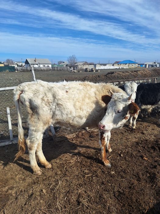 Тайынша 2 жарым жасар
