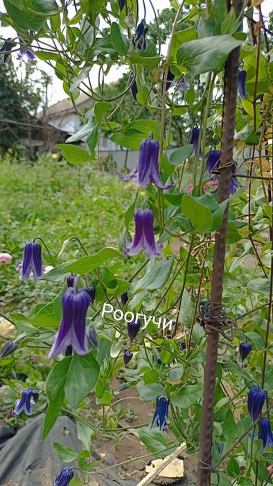 Клематисы. Лианы для сада.