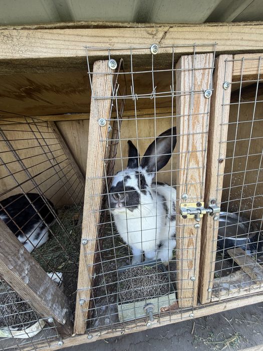 Продаются кролики