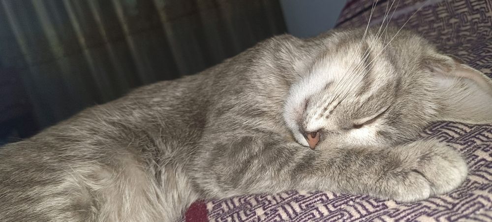 Отдам в хорошие руки кошку девочка