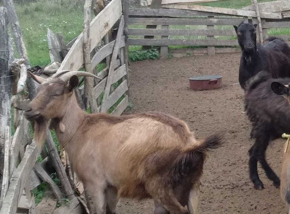 Vand Capre si Tap Alpin carnea si laptele nu au miros Oradea