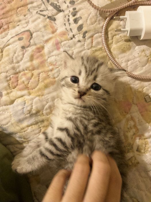Продаются котята!