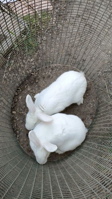 Vând femele mature de iepue  Pannon