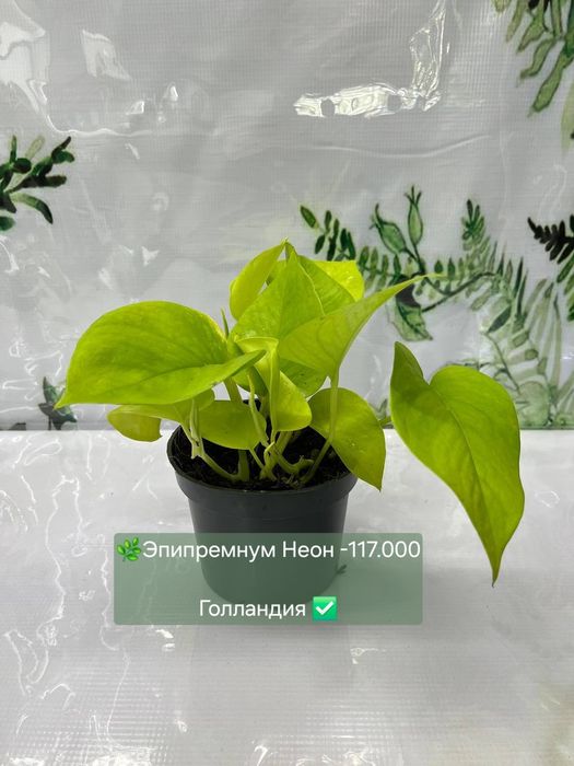 Антуриум, Женское счастье и др