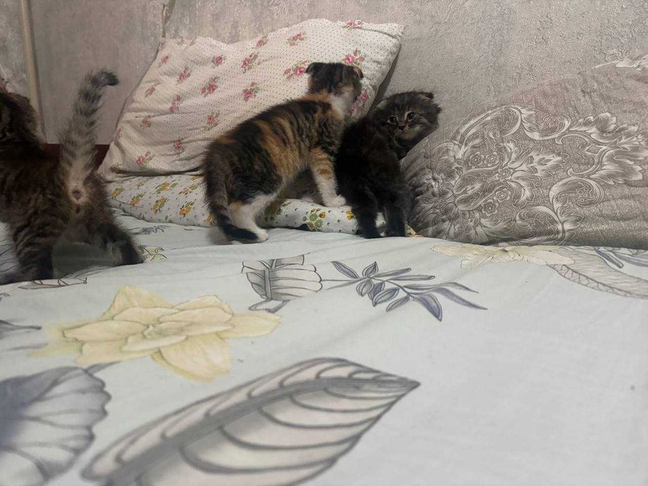 Отдам даром котят, в хорошие руки, вислоухие (британцы)