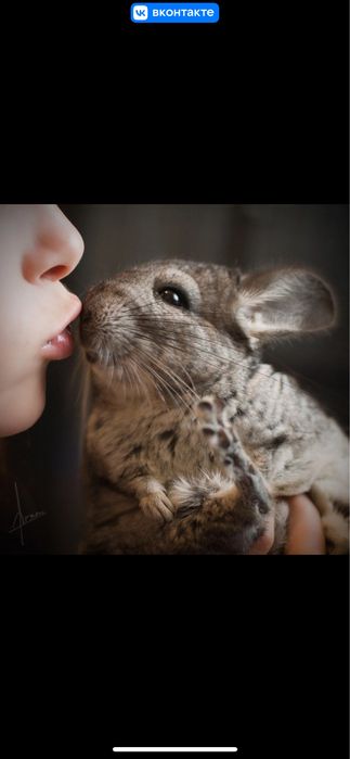 Пара шиншилл с клеткой