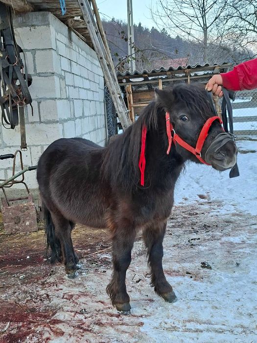 Ponei Armăsar de vânzare vârstă 5 ani mai multe detalii la telefon