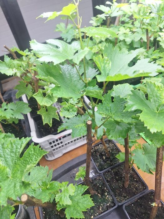 Черенки винограда вегетирующие