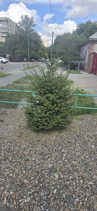Продам ель живую 1.3