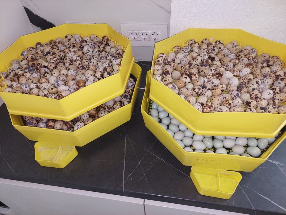 Prepelite 5 rase disponibile