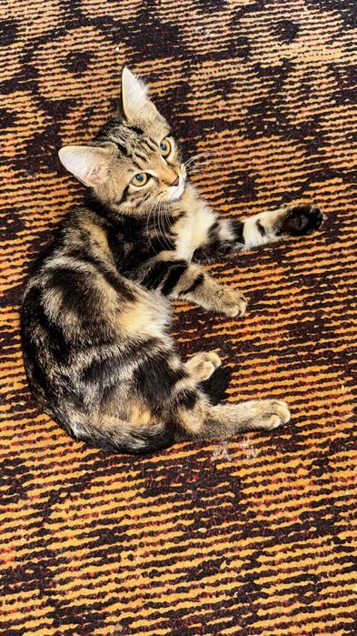 Отдам в хорошие руки