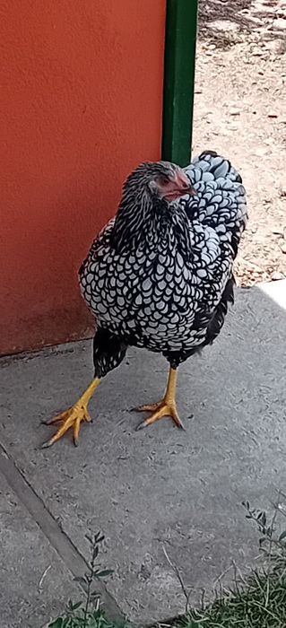 Cocosi wyandotte