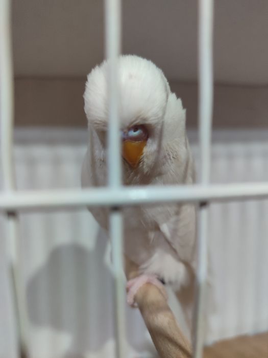 Изложбени папагали