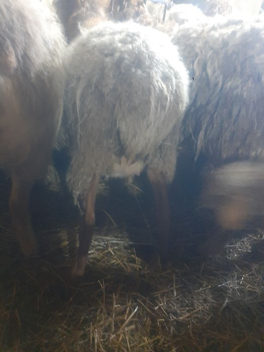 Продам котную овцу