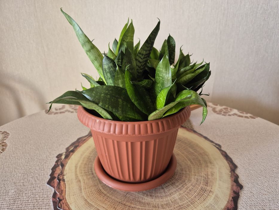 Продам комнатные цветы