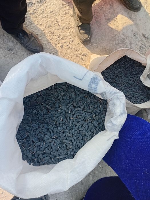 Mayiz.soyaki,kunaki,seppa,gibrit,gigant,xar xil turdagi mayiz sotiladi