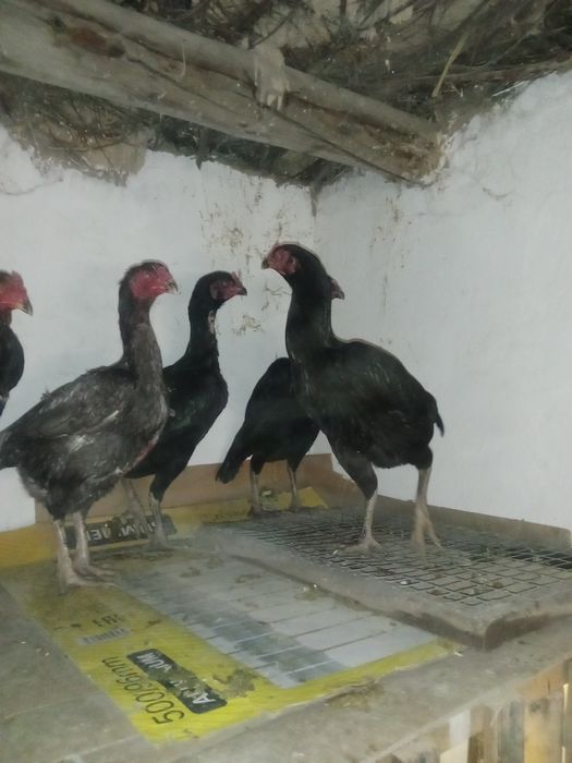 Дакан тауыктар сатылады