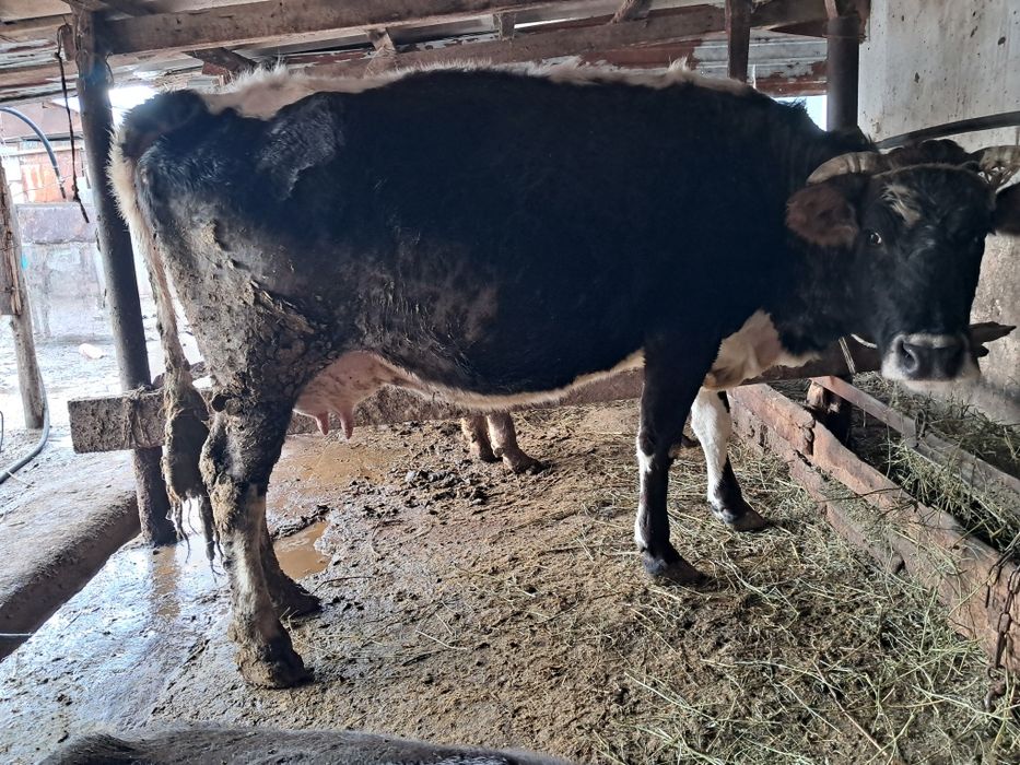 Продам корову...