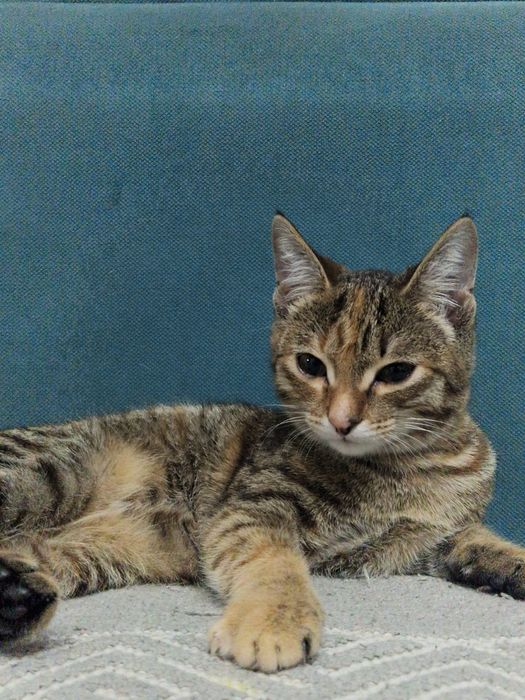 Кошка девочкаааа