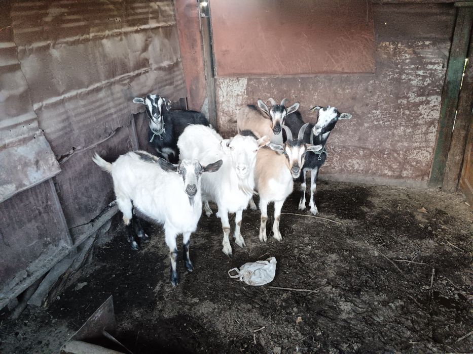 Продам коз, и козлят