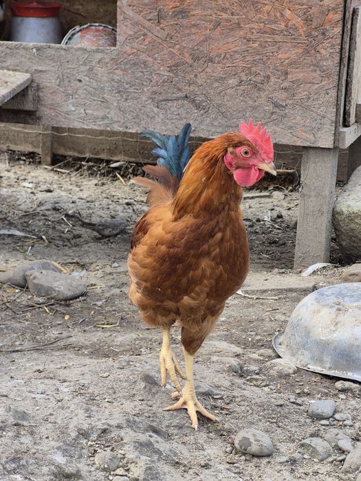 Cocoșei isa brown