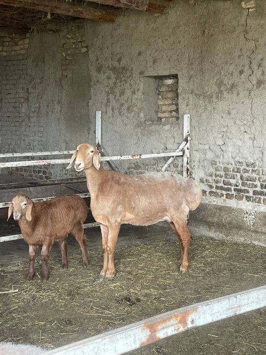 Арашан она бола сотилади