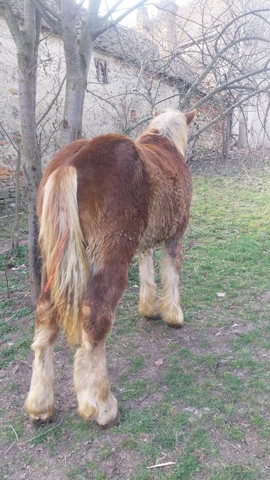 Vând urgent  manz 8 luni