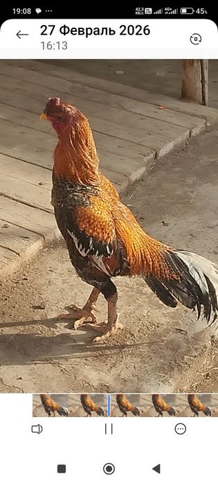 Сатлады сатлады.