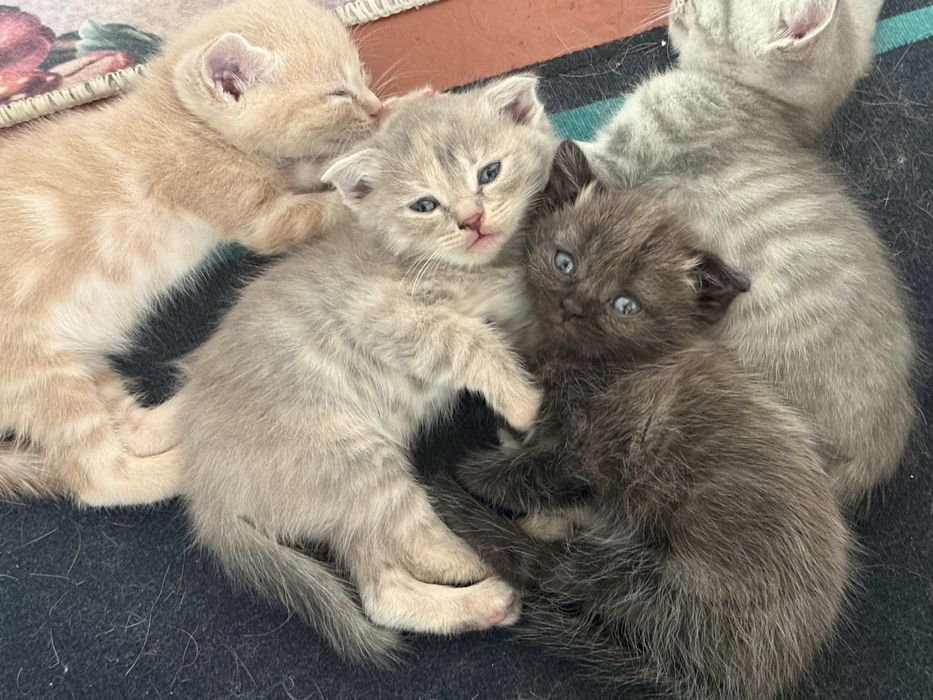 Отдам котенков в добрые руки