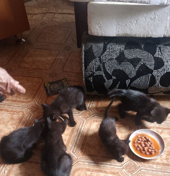 Отдам котят в добрые руки
