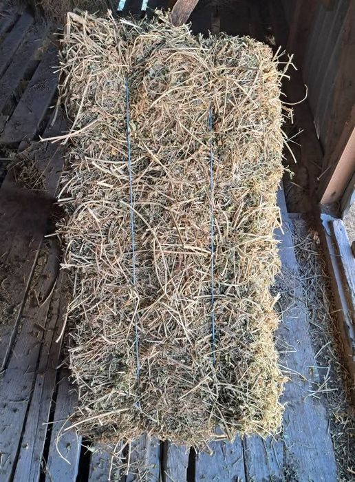 Vând baloti de trifoi